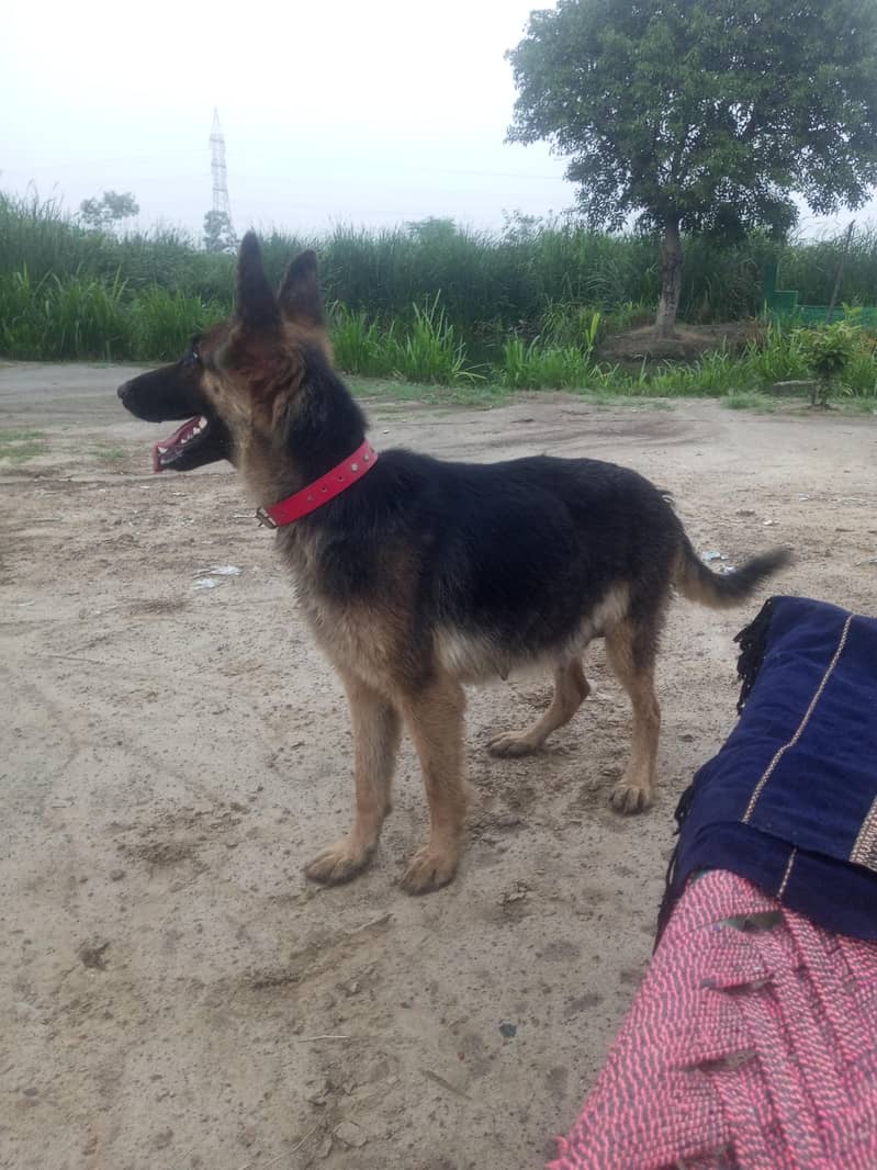 German Shepherd 2 code 3
