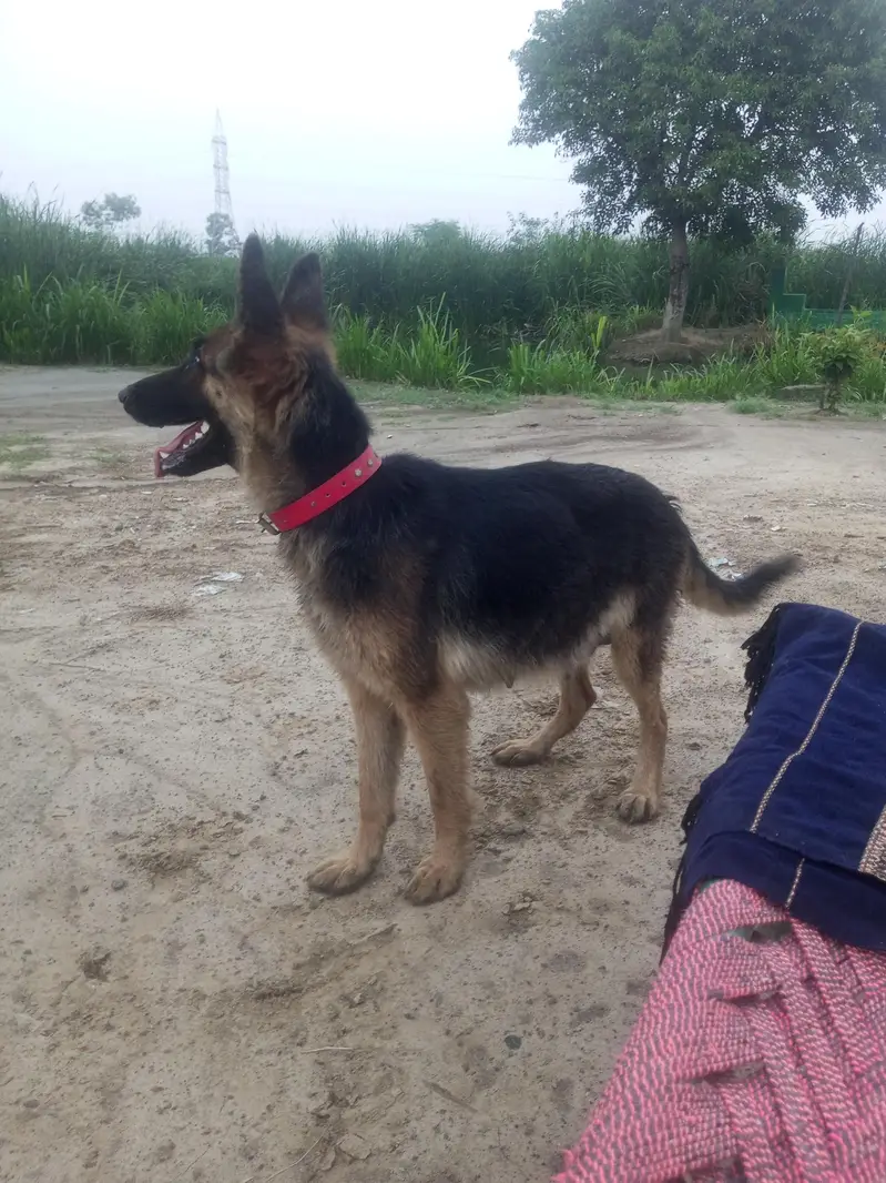 German Shepherd 2 code — photo 4