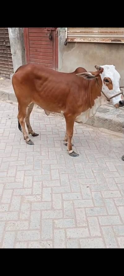 bachri bicholi fulk. gol /. lal abluck bachri