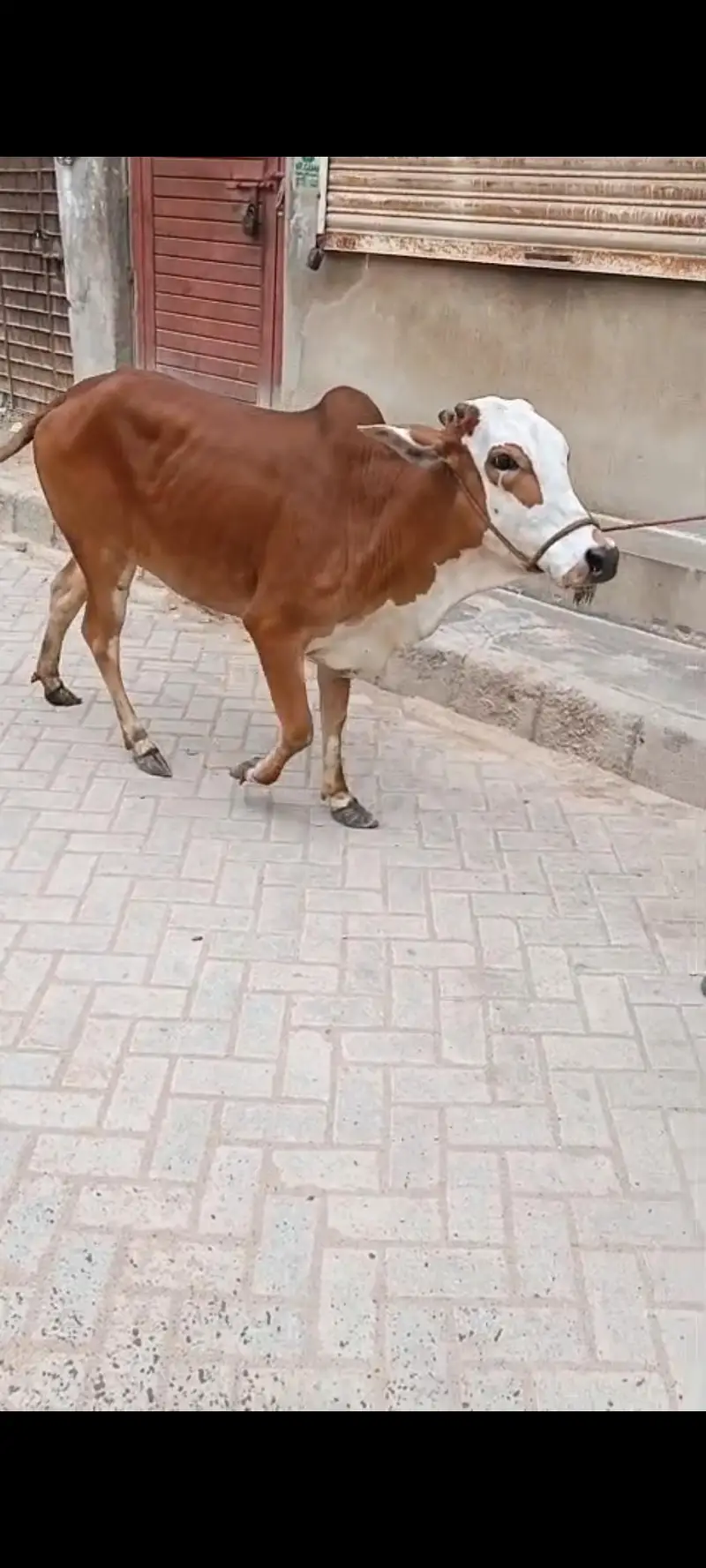 bachri bicholi fulk. gol /. lal abluck bachri — photo 3