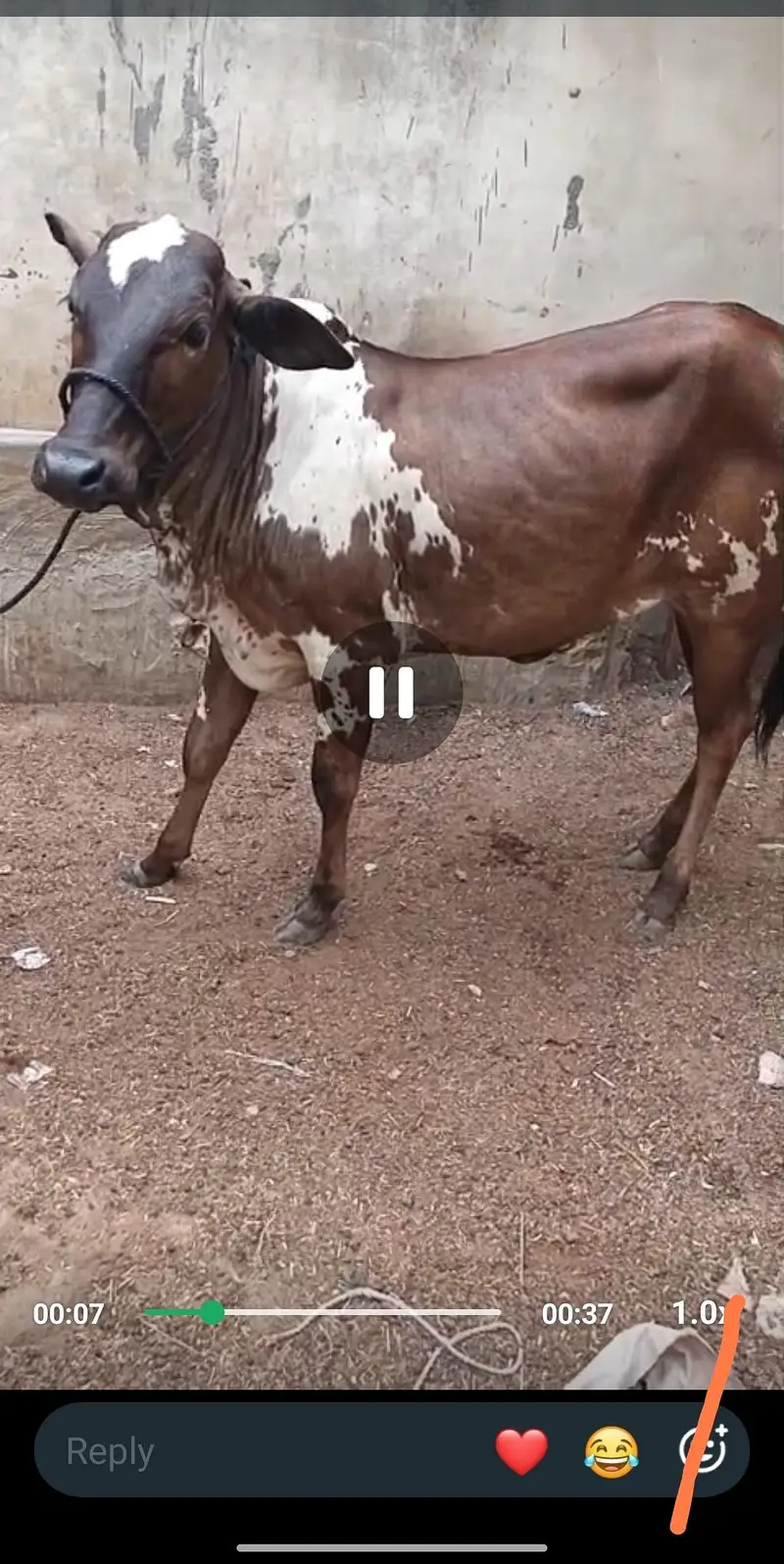 bachri bicholi fulk. gol /. lal abluck bachri — photo 5