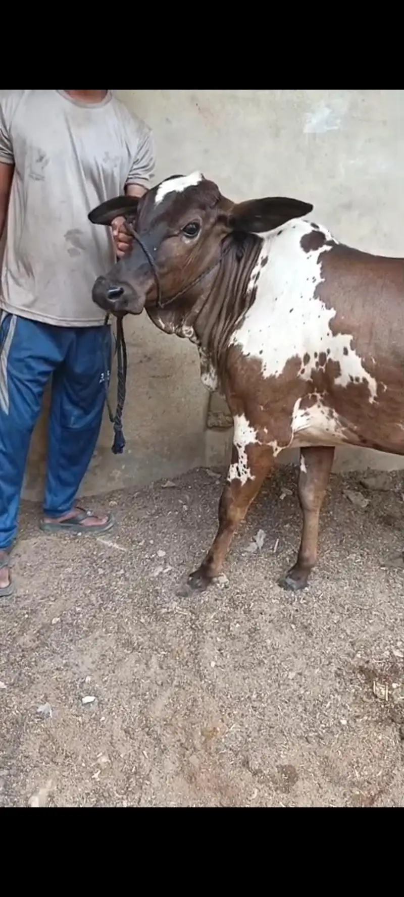 bachri bicholi fulk. gol /. lal abluck bachri — photo 6