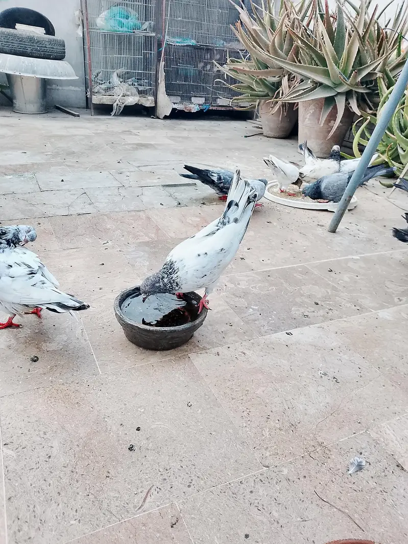 High flyer kasuri kamaggar pigeon