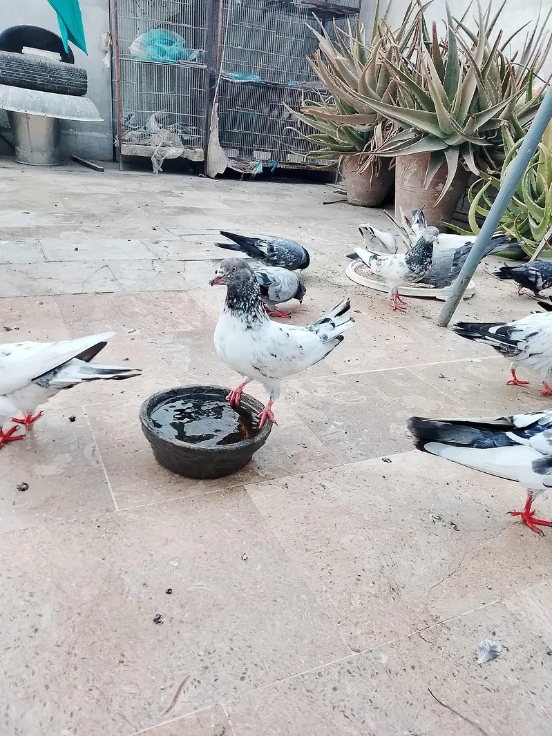 High flyer kasuri kamaggar pigeon — photo 2