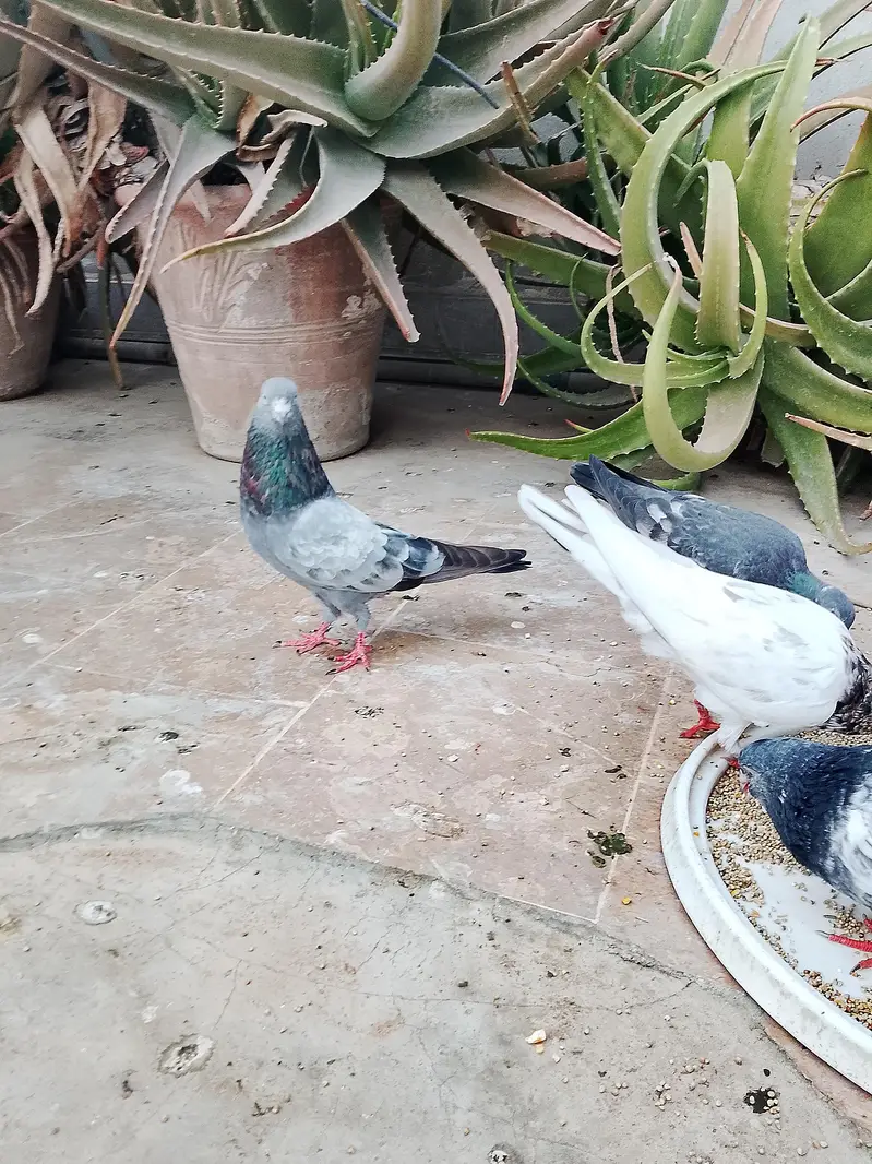 High flyer kasuri kamaggar pigeon — photo 3