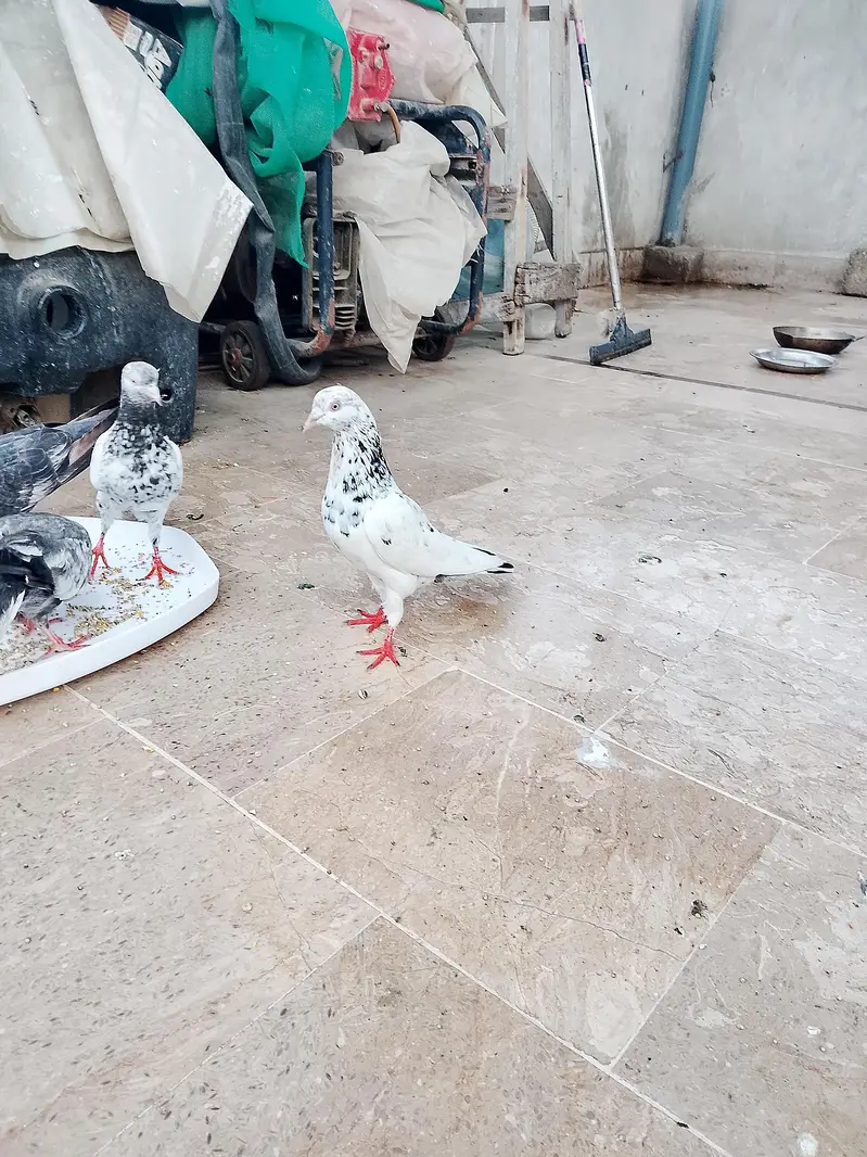 High flyer kasuri kamaggar pigeon — photo 4