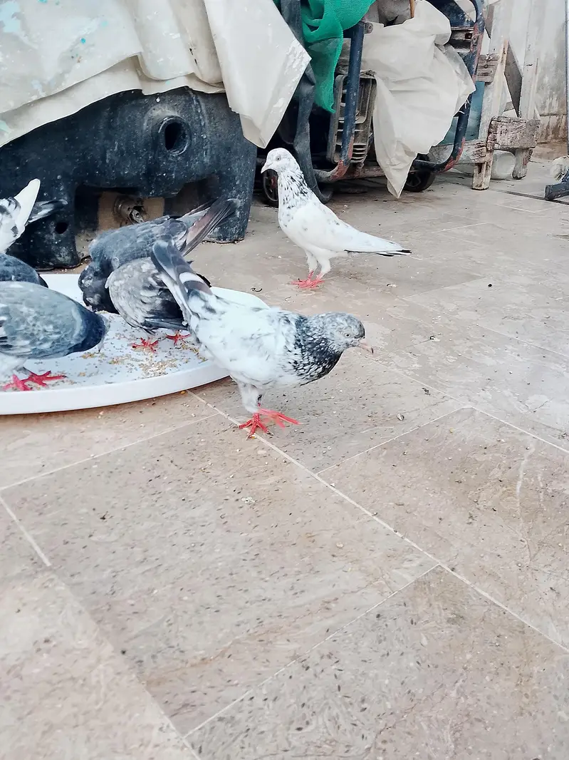 High flyer kasuri kamaggar pigeon — photo 5