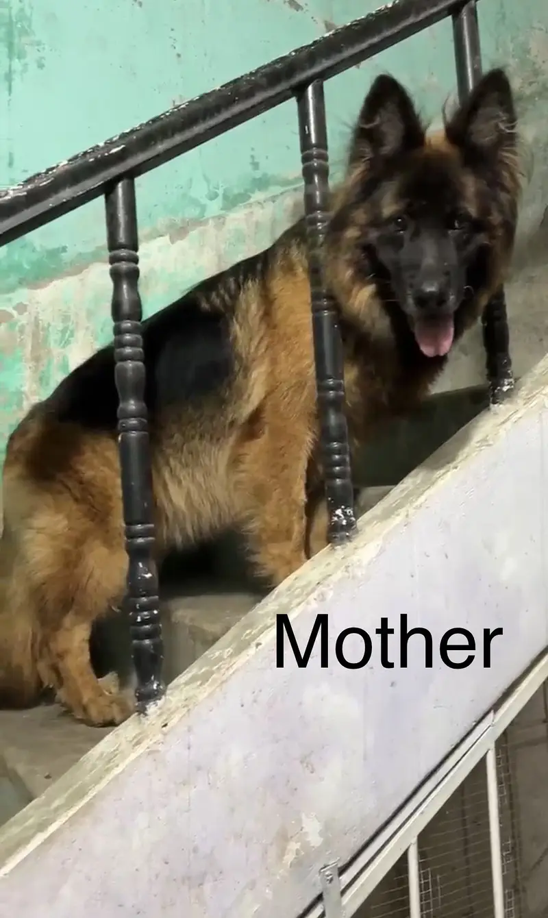 Long-Haired German Shepherd Male – 6 Months Old — photo 4