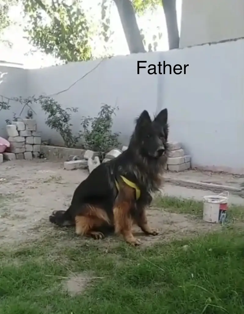 Long-Haired German Shepherd Male – 6 Months Old — photo 5