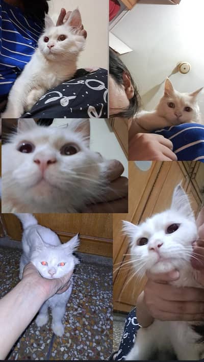 White Persian Sky Blue Eyes