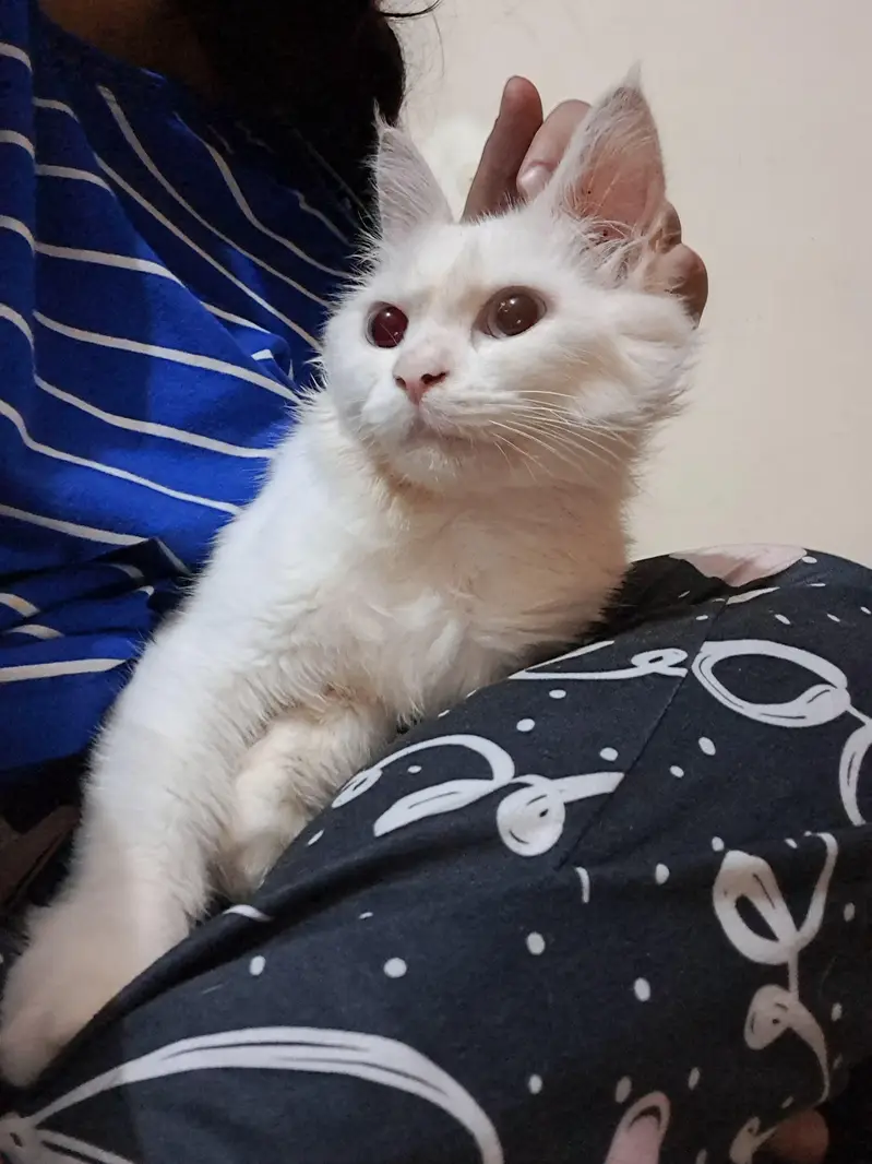 White Persian Sky Blue Eyes — photo 2