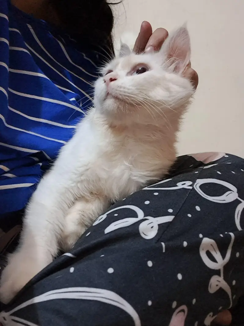 White Persian Sky Blue Eyes — photo 3