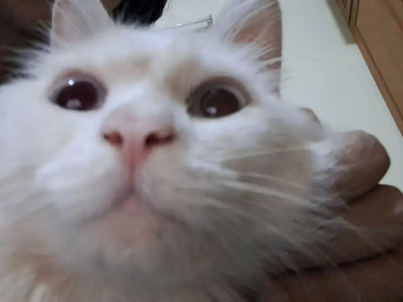 White Persian Sky Blue Eyes — photo 4