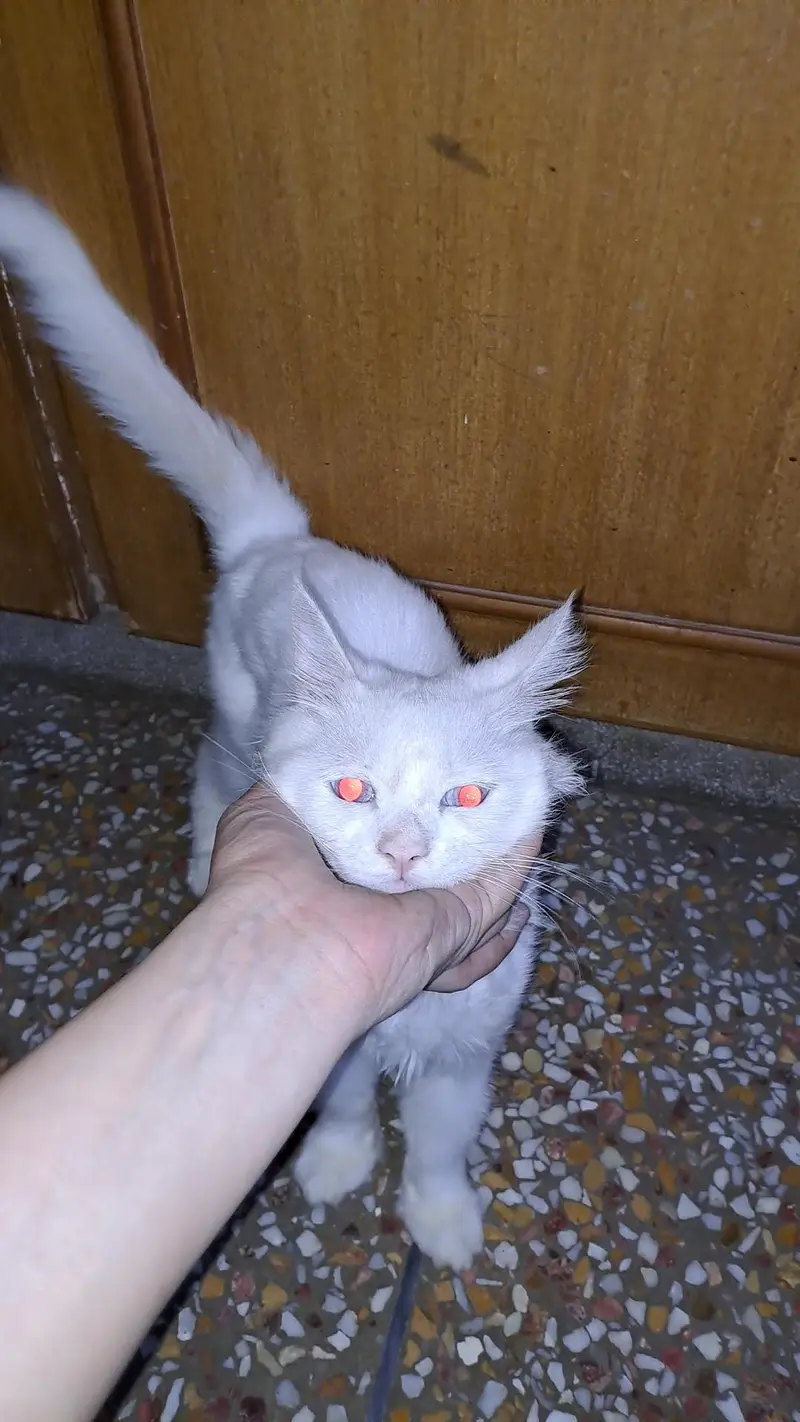 White Persian Sky Blue Eyes — photo 5