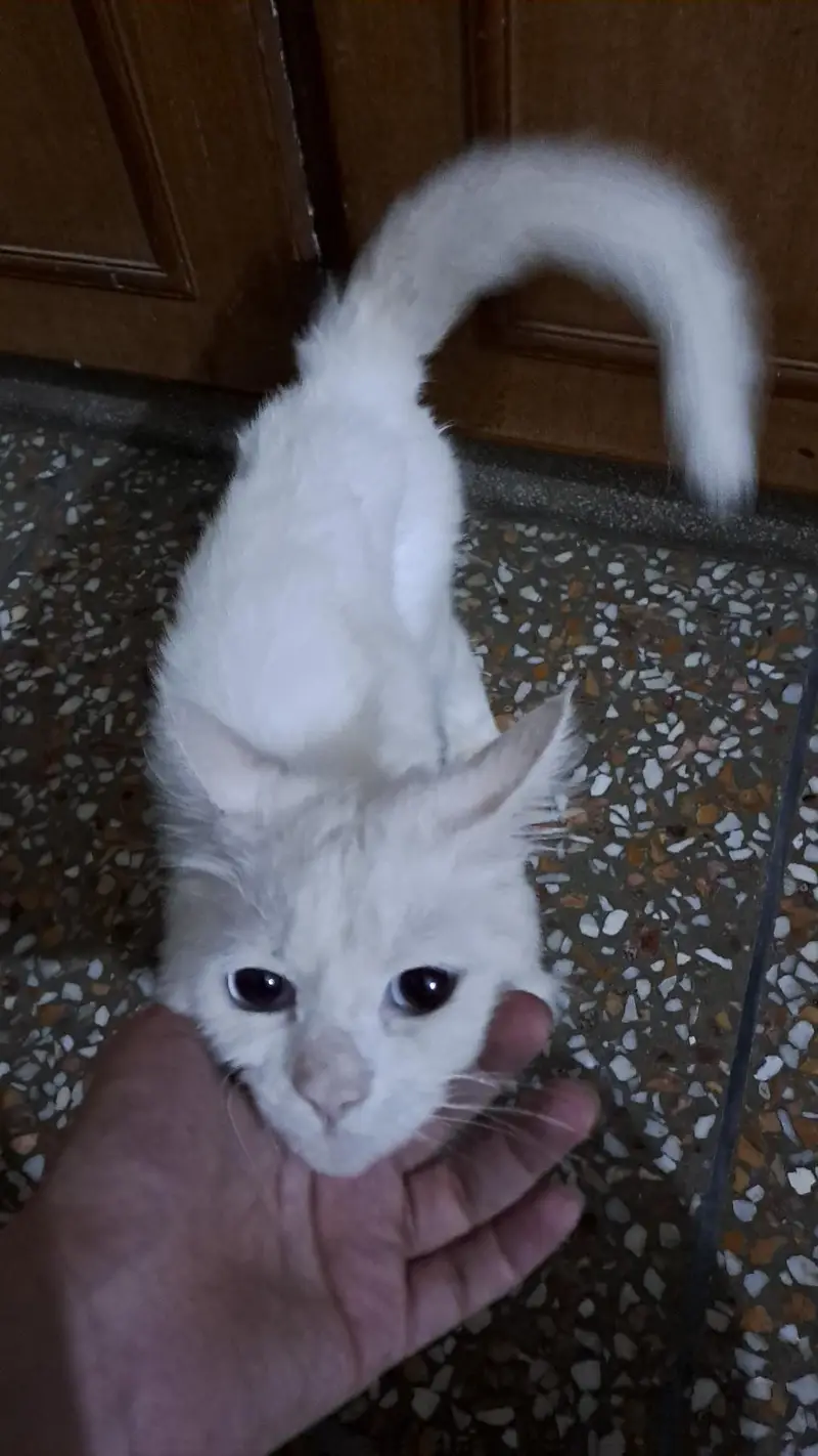 White Persian Sky Blue Eyes — photo 6