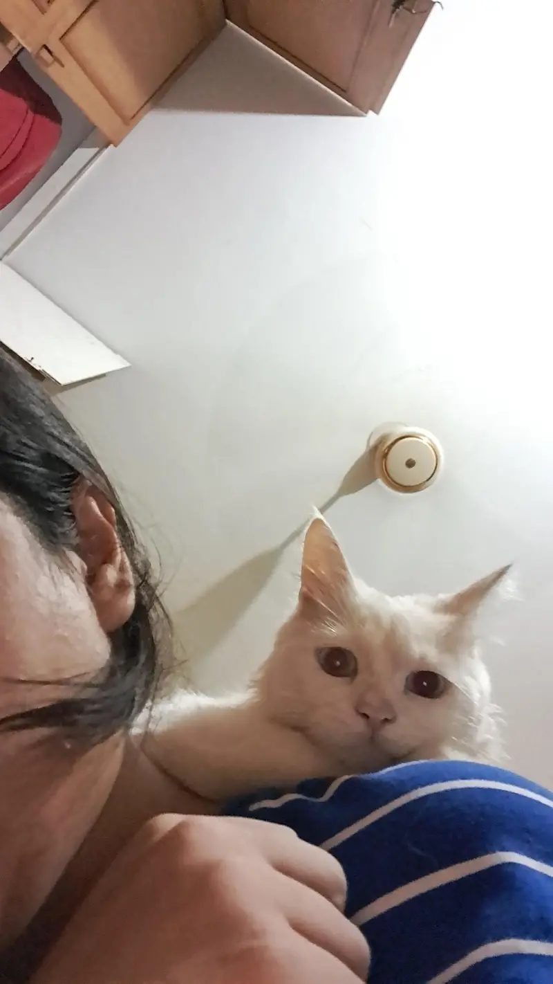 White Persian Sky Blue Eyes — photo 7