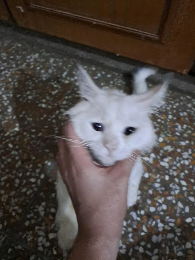 White Persian Sky Blue Eyes — photo 8