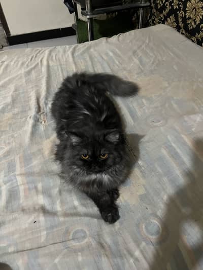 Grey triple coat punch face female cat