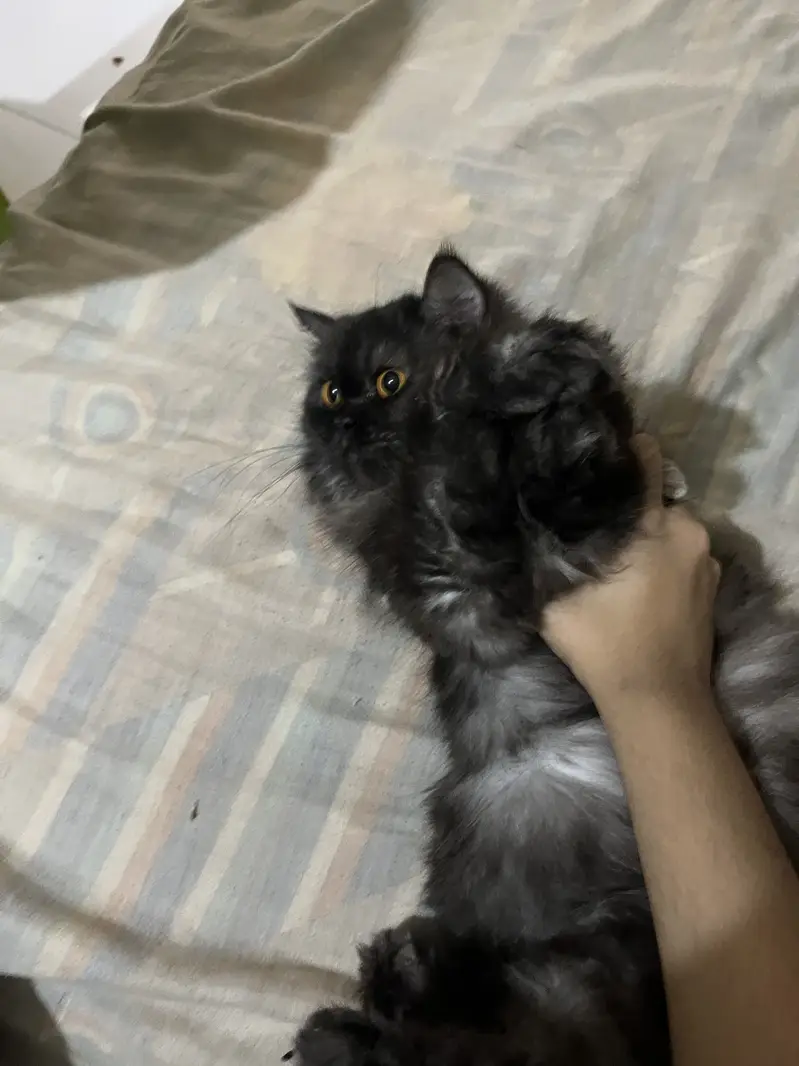 Grey triple coat punch face female cat — photo 2