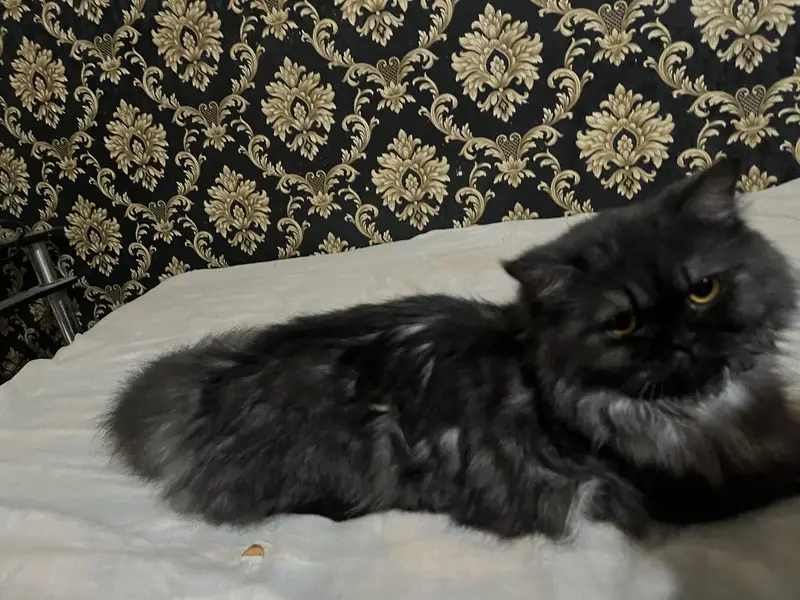 Grey triple coat punch face female cat — photo 3