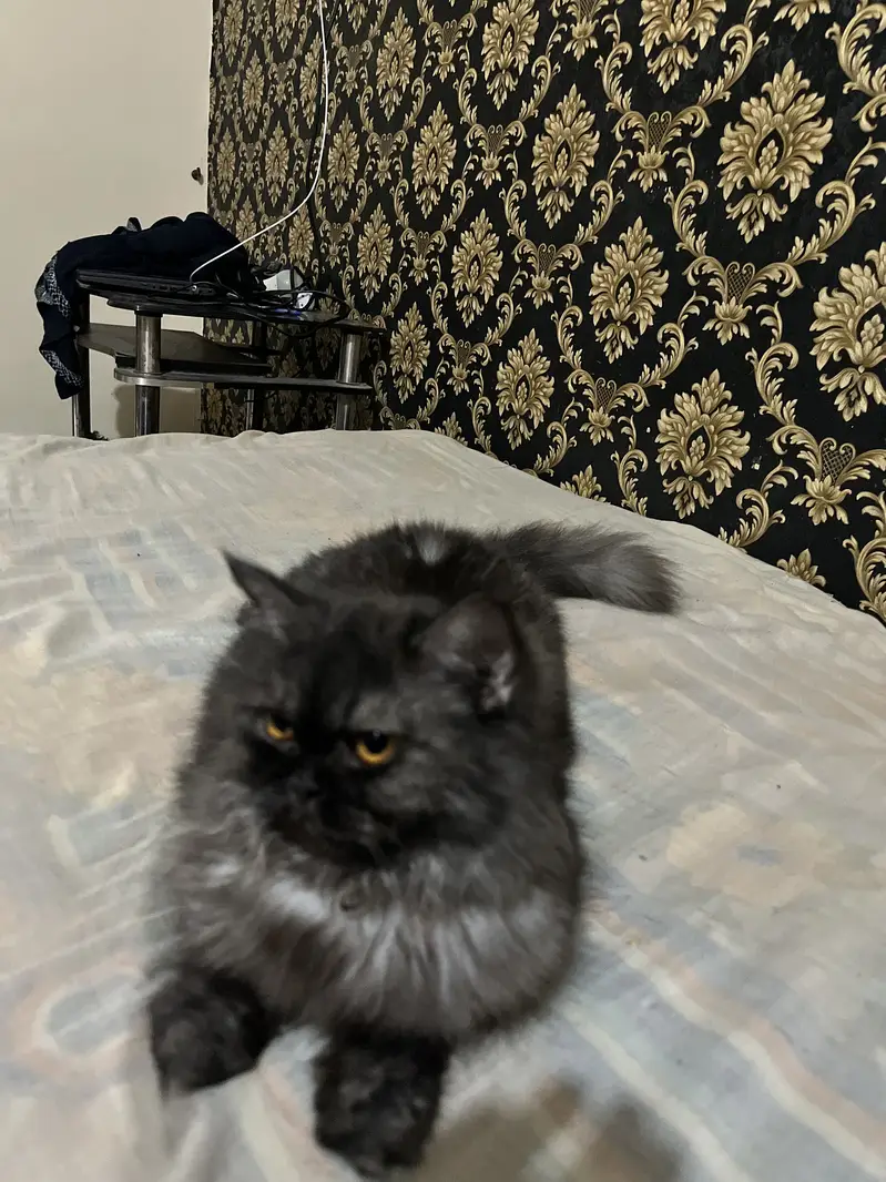 Grey triple coat punch face female cat — photo 4