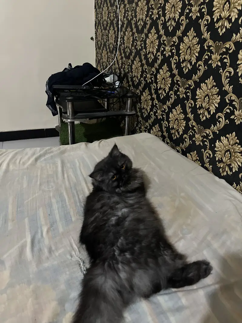 Grey triple coat punch face female cat — photo 5