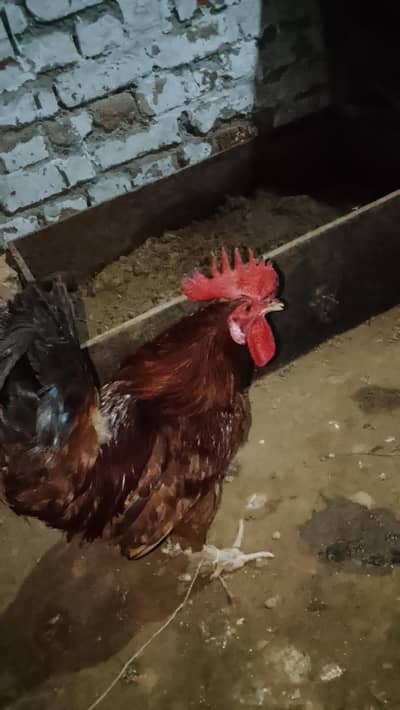 7 murgi 3 Murgy 1 aseel pair 1 jora lakka double cage or 5 chicks free