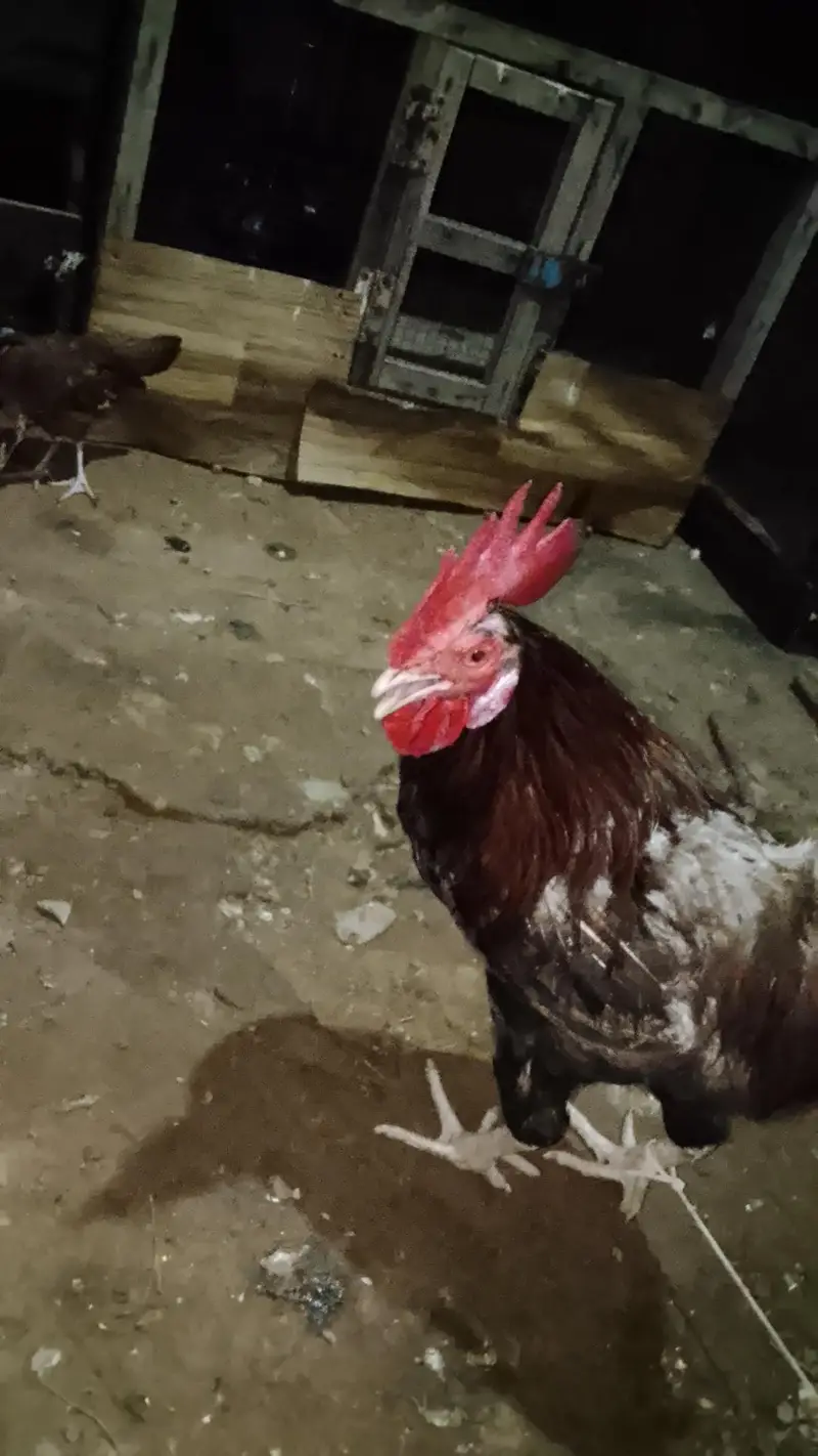 7 murgi 3 Murgy 1 aseel pair 1 jora lakka double cage or 5 chicks free — photo 2