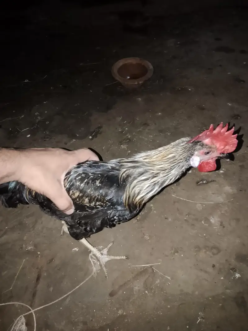 7 murgi 3 Murgy 1 aseel pair 1 jora lakka double cage or 5 chicks free — photo 3