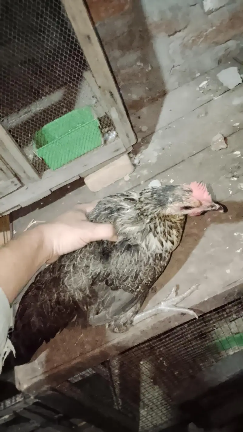 7 murgi 3 Murgy 1 aseel pair 1 jora lakka double cage or 5 chicks free — photo 4