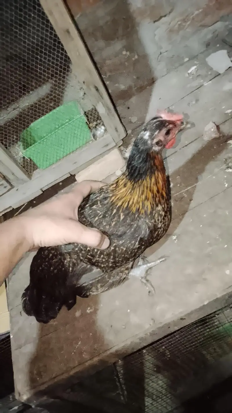 7 murgi 3 Murgy 1 aseel pair 1 jora lakka double cage or 5 chicks free — photo 5