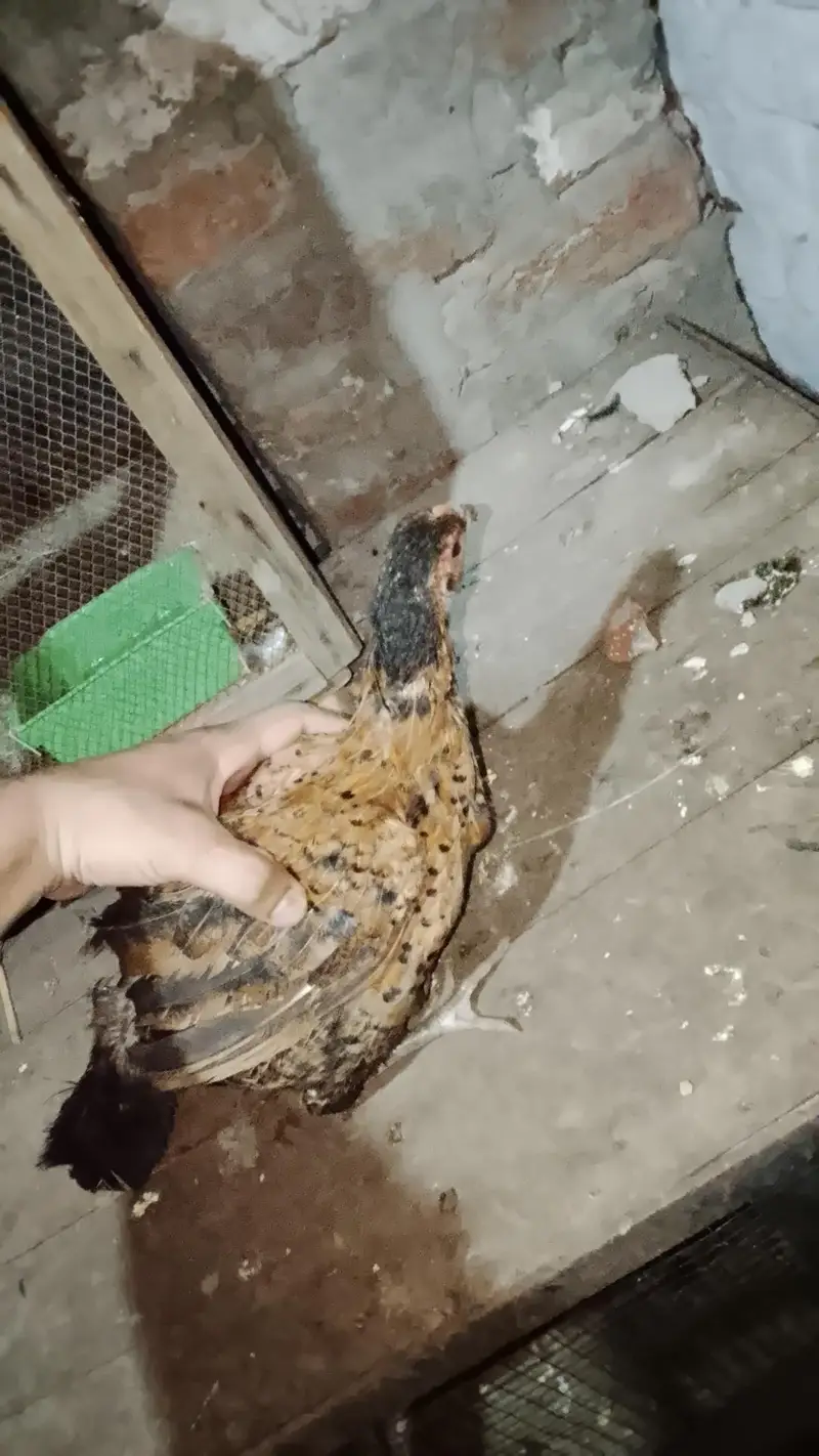 7 murgi 3 Murgy 1 aseel pair 1 jora lakka double cage or 5 chicks free — photo 6
