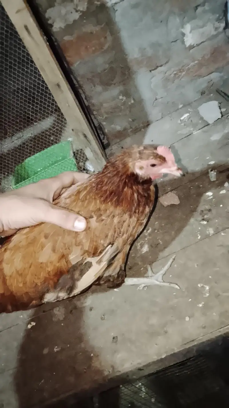 7 murgi 3 Murgy 1 aseel pair 1 jora lakka double cage or 5 chicks free — photo 7