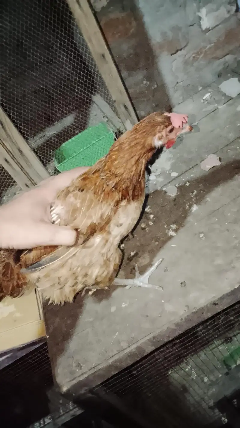 7 murgi 3 Murgy 1 aseel pair 1 jora lakka double cage or 5 chicks free — photo 8