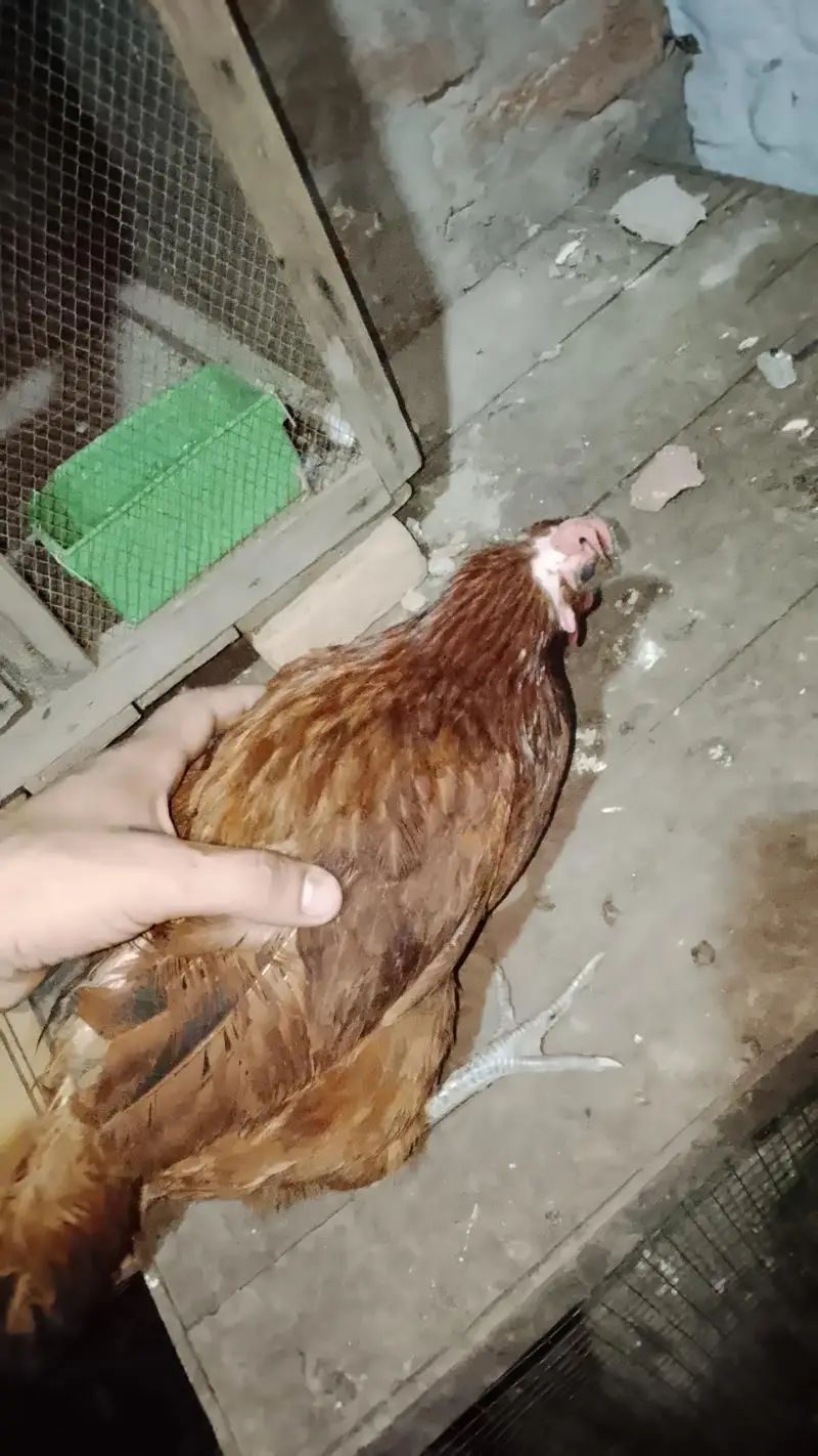 7 murgi 3 Murgy 1 aseel pair 1 jora lakka double cage or 5 chicks free — photo 9