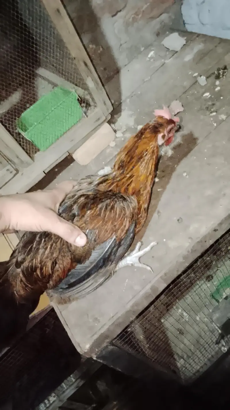 7 murgi 3 Murgy 1 aseel pair 1 jora lakka double cage or 5 chicks free — photo 10