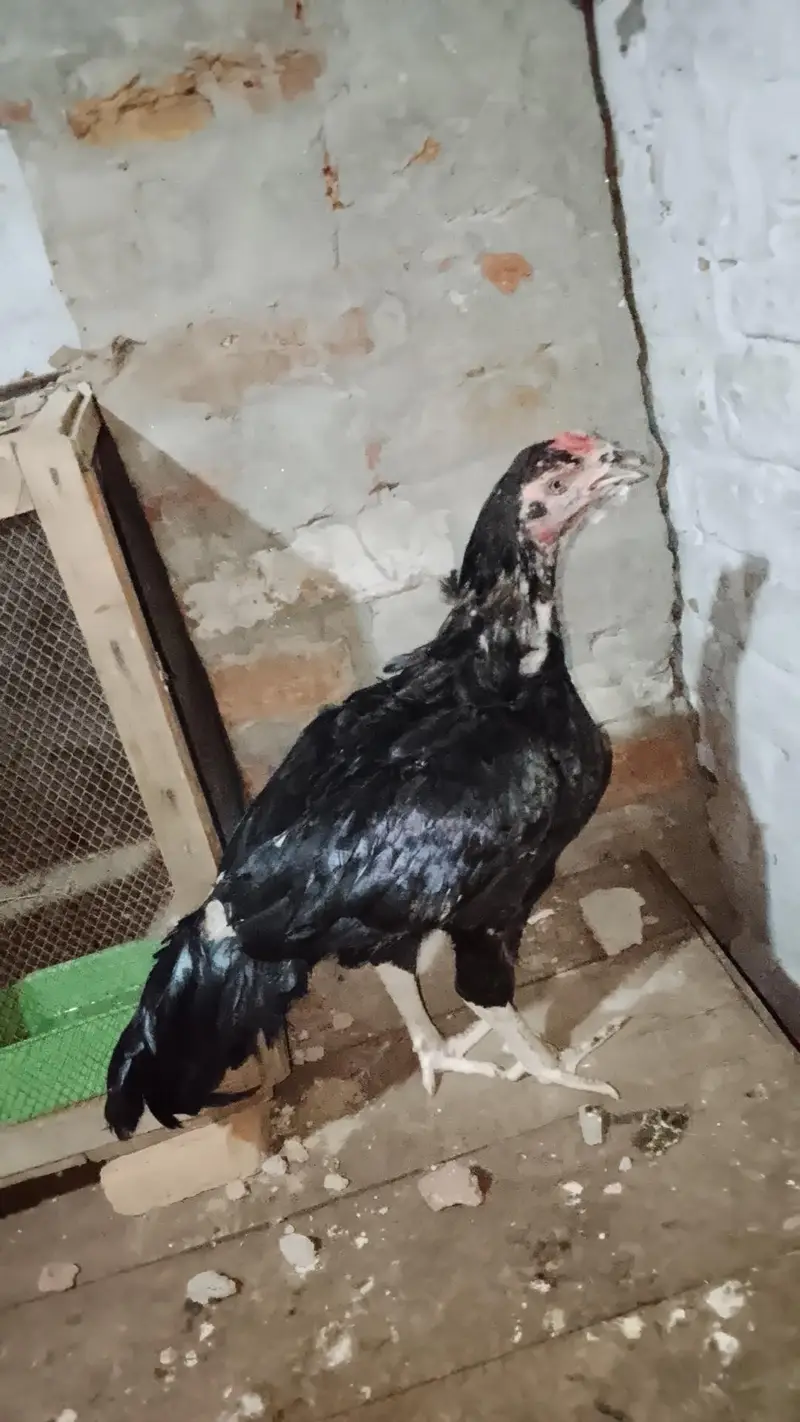 7 murgi 3 Murgy 1 aseel pair 1 jora lakka double cage or 5 chicks free — photo 11