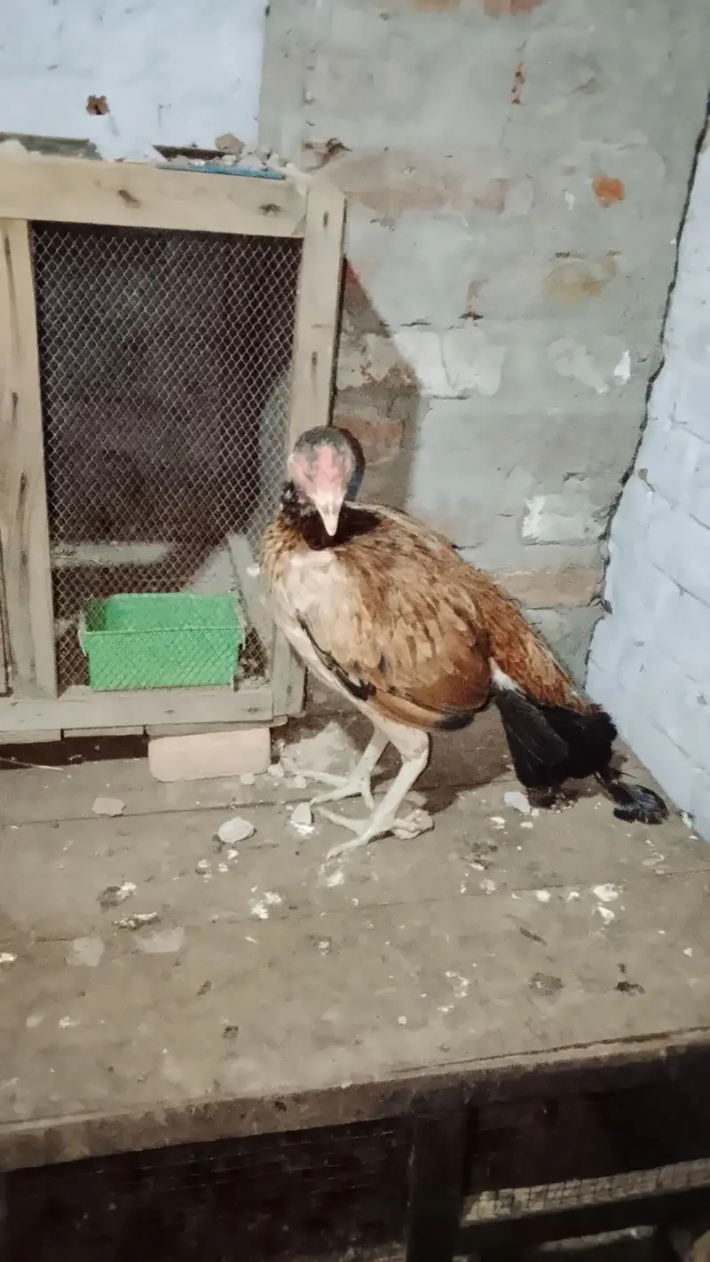 7 murgi 3 Murgy 1 aseel pair 1 jora lakka double cage or 5 chicks free — photo 12