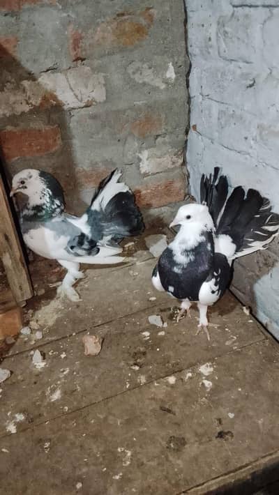 1 aseel murga 1 jora lakka kabutar 1 double cage manasib qeemat ma