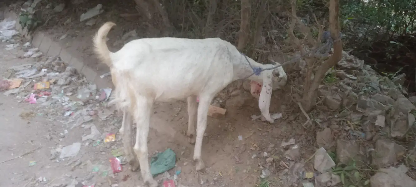 khasssi Bakra taqreban Gost 25 kg — photo 2