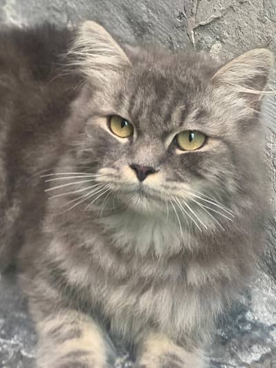 High quality Persian male cat