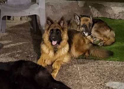 Long-Haired German Shepherd Female – 16 Months Old