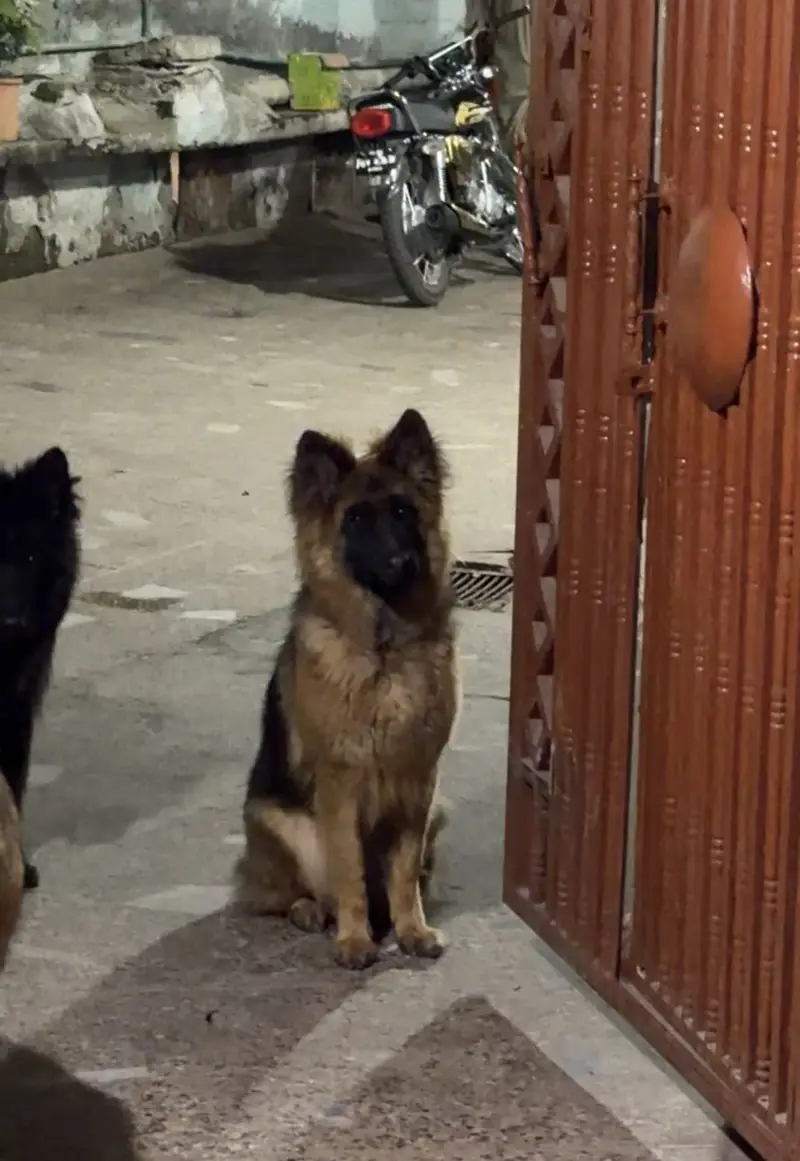 Long-Haired German Shepherd Female – 16 Months Old — photo 2