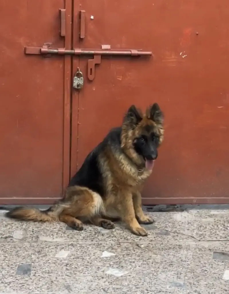 Long-Haired German Shepherd Female – 16 Months Old — photo 3