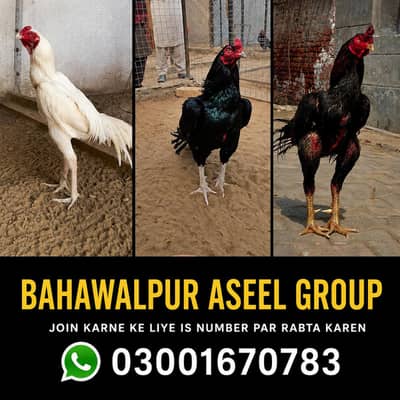 bahawalpur aseel group 03001670783