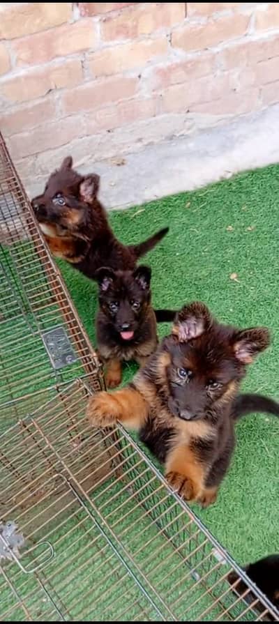 German puppy long cot