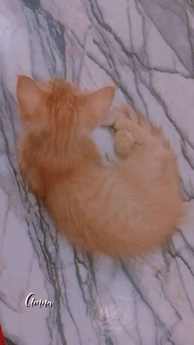 Light brown cute persian cat