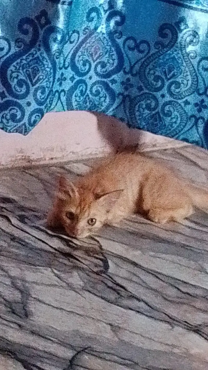 Light brown cute persian cat — photo 2