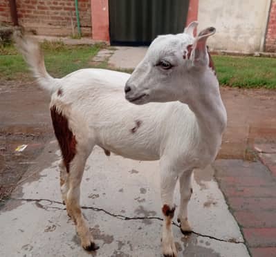 urgent for sale 0327 43 99 710 only zero size