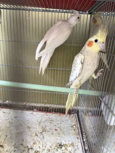 2 cocktail pairs